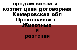 продам козла и 2 козлят цена договорная - Кемеровская обл., Прокопьевск г. Животные и растения » Другие животные   